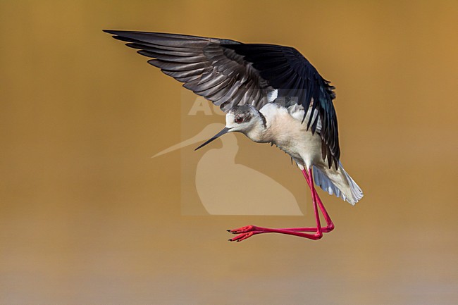 Steltkluut in vlucht; Black-winged Stilt in flight stock-image by Agami/Daniele Occhiato,