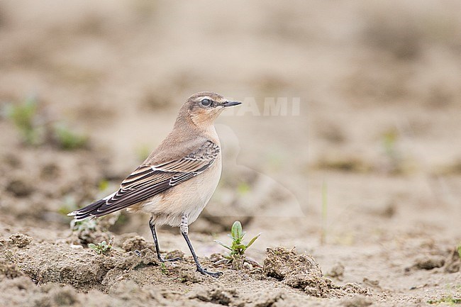 Tapuit zit op de grond; Northern Wheatear perched on ground stock-image by Agami/Menno van Duijn,