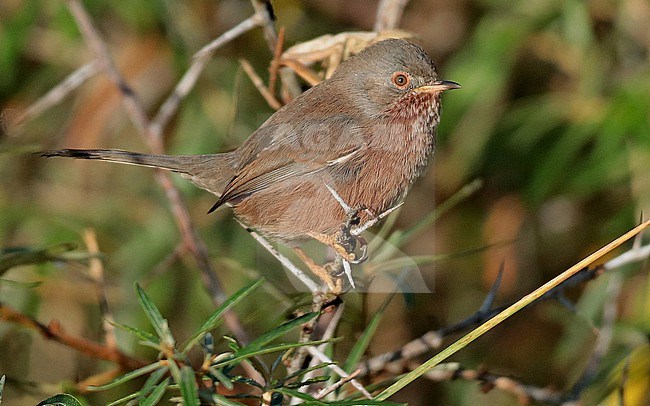 Dartford Warbler, Curruca undata sitting, seen from the side. stock-image by Agami/Fred Visscher,