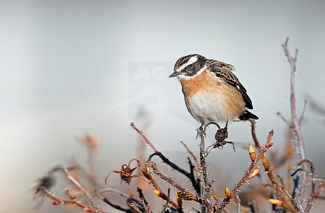 Whinchat (Saxcola rubetra) male perched on a branch, Utö Finland May 2017 stock-image by Agami/Markus Varesvuo,