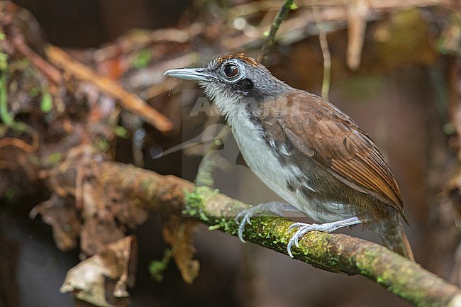 Bicolored Antbird (Gymnopithys bicolor daguae) at San Cipriano, Colombia. stock-image by Agami/Tom Friedel,