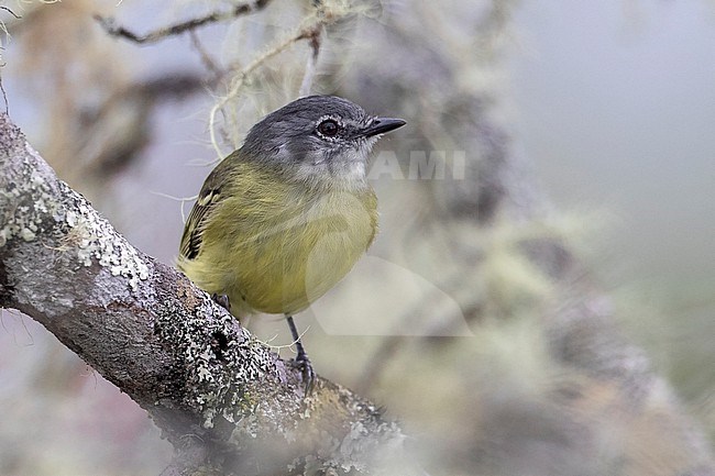 Plumbeous-crowned Tyrannulet (Phyllomyias plumbeiceps) at Palestina, Huila, Colombia. stock-image by Agami/Tom Friedel,