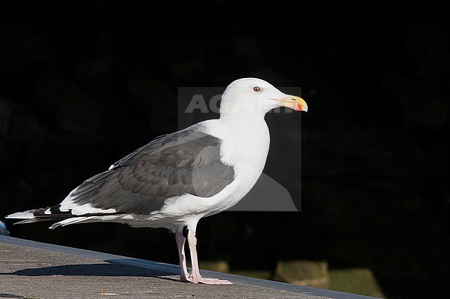 Grote Mantelmeeuw; Great Black-backed Gull; Larus marinus, Germany, adult stock-image by Agami/Ralph Martin,