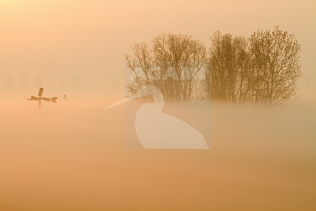 Zonsopkomst met weiland, Sunrise with meadow stock-image by Agami/Menno van Duijn,