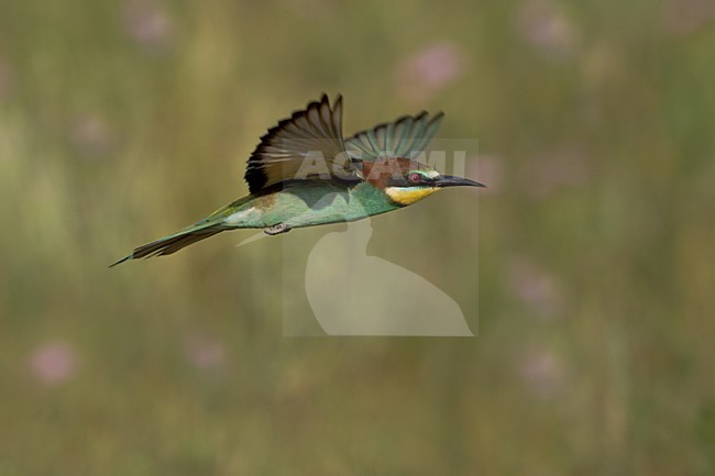 European Bee-eater flying; Bijeneter vliegend stock-image by Agami/Daniele Occhiato,