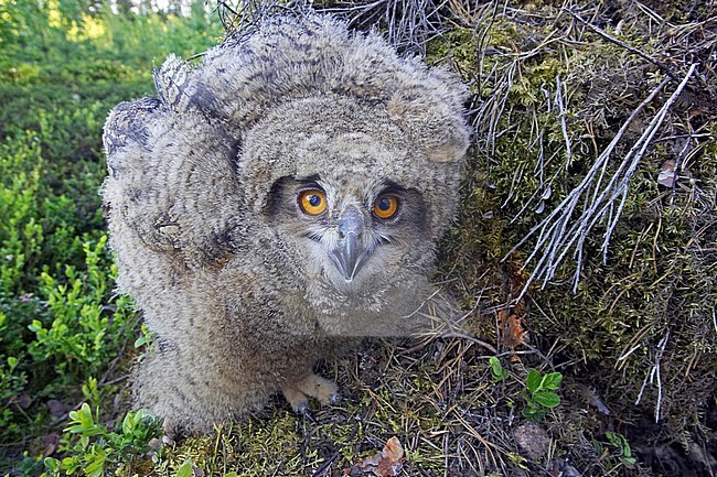 Jonge Oehoe, Eurasian Eagle-Owl juvenile stock-image by Agami/Jari Peltomäki,