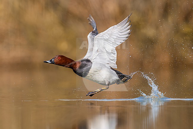 Male Common Pochard, Aythya ferina, in Italy. stock-image by Agami/Daniele Occhiato,