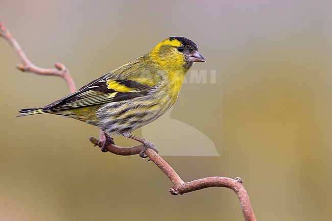 Male Eurasian Siskin, Spinus spinus, in Italy. stock-image by Agami/Daniele Occhiato,