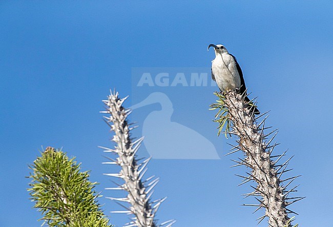 Sickle-billed Vanga (Falculea palliata), one of the largest of the vanga species and endemic to Madagascar stock-image by Agami/Marc Guyt,