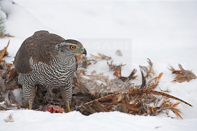 Northern Goshawk perched on prey; Havik zittend op prooi stock-image by Agami/Markus Varesvuo,