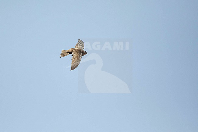 Cape Verde Swift (Apus alexandri)  in flight stock-image by Agami/Sylvain Reyt,