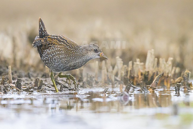 Spotted Crake (Porzana porzana) with the marsh as background. stock-image by Agami/Sylvain Reyt,