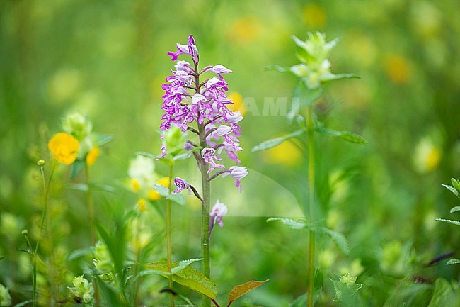 Military Orchid, Orchis militaris stock-image by Agami/Wil Leurs,