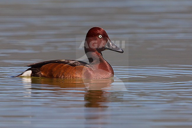 Witoogeend; Aythya nyroca; Ferruginous Duck stock-image by Agami/Daniele Occhiato,