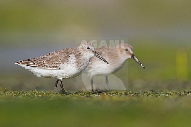 Dunlin - Alpenstrandläufer - Calidris alpina, Oman, adult stock-image by Agami/Ralph Martin,