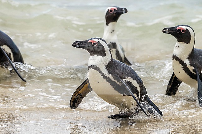 Jackass Penguin sitting in Boulder's beach, Simon's Town, South Africa. June 2014. stock-image by Agami/Vincent Legrand,