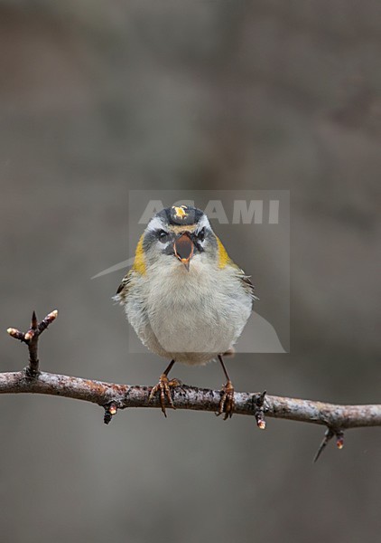 Firecrest, Vuurgoudhaan, Regulus ignicapilla stock-image by Agami/Hugh Harrop,