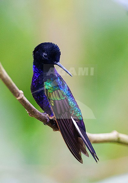 Velvet-purple Coronet, Boissonneaua jardini, in subtropical upper mountani rain forest in Ecuador. stock-image by Agami/Marc Guyt,