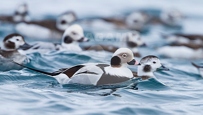 Long-tailed Duck - Eisente - Clangula hyemalis, Norway, adult male, winter stock-image by Agami/Ralph Martin,