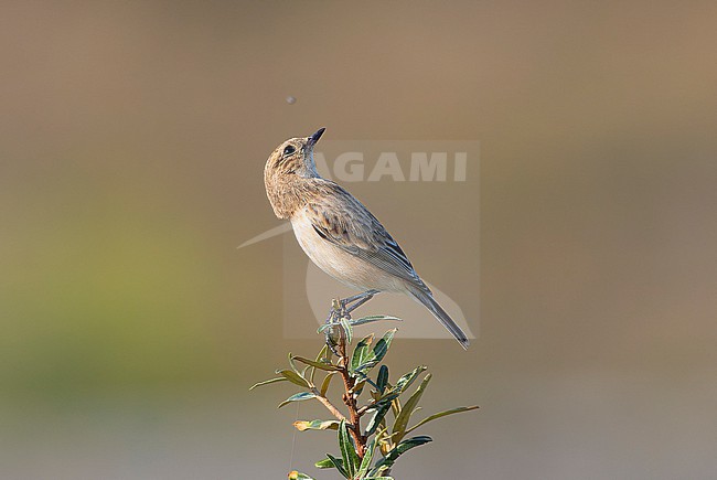 First-winter female Siberian Stonechat (Saxicola maurus) perched on top of a bush. stock-image by Agami/David Monticelli,