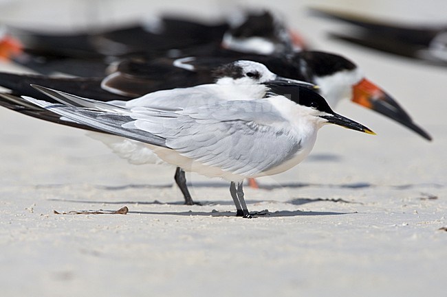 Amerikaanse Grote stern, Cabot's Tern stock-image by Agami/Wil Leurs,