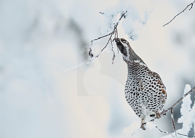Hazelhoen foeragerend in de sneeuw, Hazel Grouse foraging in the snow stock-image by Agami/Markus Varesvuo,