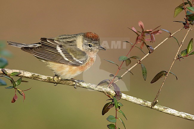 Immature male Bay-breasted Warbler (Setophaga castanea) during spring migration at Galveston County, Texas, USA. Perched on a branch. stock-image by Agami/Brian E Small,