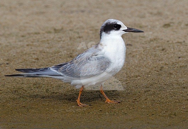 In transition from juvenile to 1st winter
Los Angeles Co., CA
September 2010 stock-image by Agami/Brian E Small,