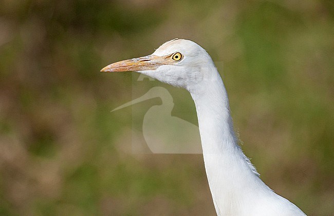 Eastern Cattle Egret (Bubulcus coromandus) walking in rural field. Portrait of the head and neck, seen from the side. stock-image by Agami/Marc Guyt,