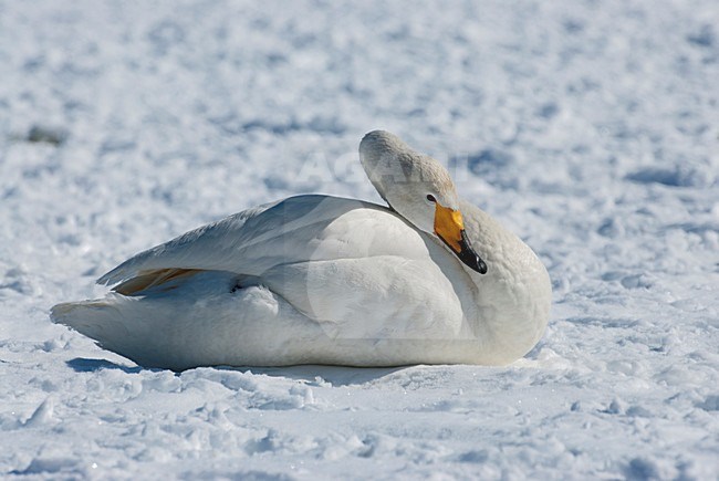 Wilde Zwaan rustend op sneeuw, Whooper Swan resting on snow stock-image by Agami/Roy de Haas,