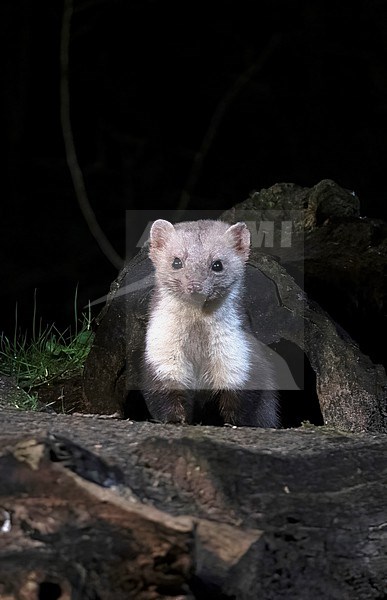 Beech Marten (Martes foina) perched on a trunk during the night stock-image by Agami/Roy de Haas,