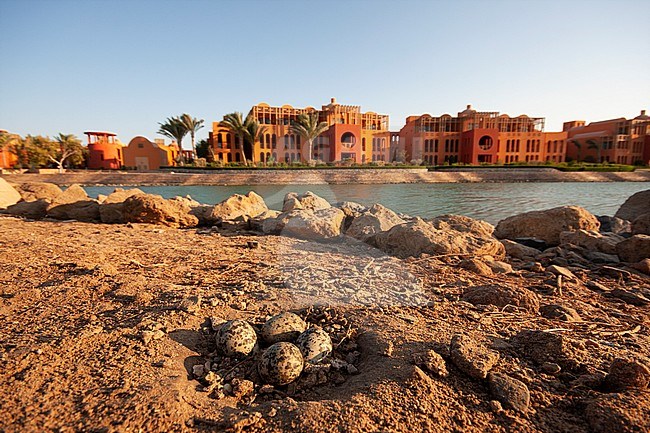 Nest with four eggs of Spur-wingend Lapwing (Vanellus spinosus) situated on the golf course of the Steigenberger hotel complex in Egypt. stock-image by Agami/Edwin Winkel,