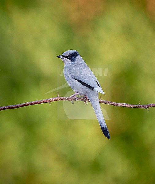Male Grey Hypocolius (Hypocolius ampelinus) perched on a branch against a green colored natural background, Kuwait stock-image by Agami/Tomas Grim,