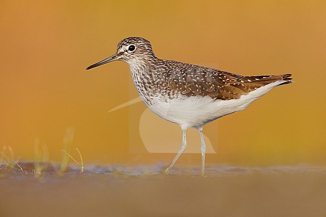 Green Sandpiper (Tringa ochropus), side view of an adult standing on the mud, Campania, Italy stock-image by Agami/Saverio Gatto,