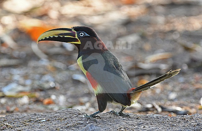 Chestnut-eared Aracari (Pteroglossus castanotis) at the Pantanal, Brazil stock-image by Agami/Eduard Sangster,