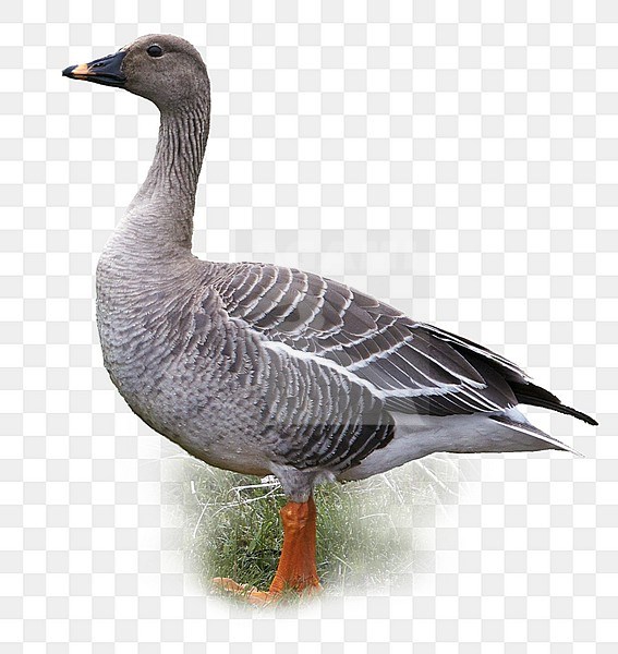 Toendrarietgans staand; Tundra Bean Goose standing stock-image by Agami/Markus Varesvuo,