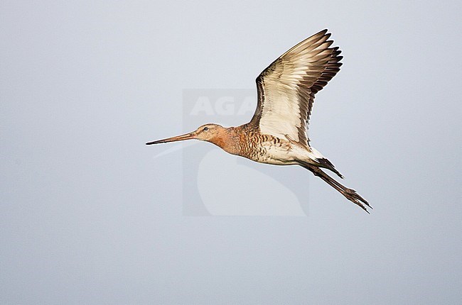 Grutto, Black-tailed Godwit, Limosa limosa stock-image by Agami/Menno van Duijn,