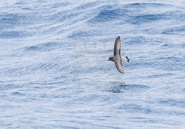 Grey-backed Storm Petrel (Garrodia nereis) in flight over the pacific ocean of subantarctic New Zealand. Flying low over the ocean surface. stock-image by Agami/Marc Guyt,