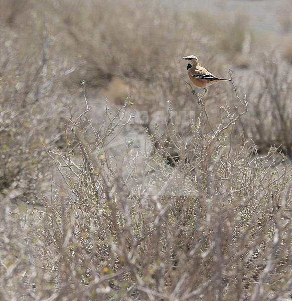 Perzische Steppegaai, Iranian Ground-Jay, Podoces pleskei stock-image by Agami/James Eaton,