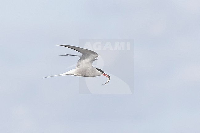 Adult Arctic Tern (Sterna paradisaea) in flight holding a fish crosswise the bill. stock-image by Agami/David Monticelli,