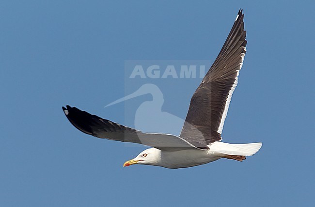 Baltische Mantelmeeuw, Baltic Gull, Larus fuscus fuscus stock-image by Agami/Tomi Muukkonen,