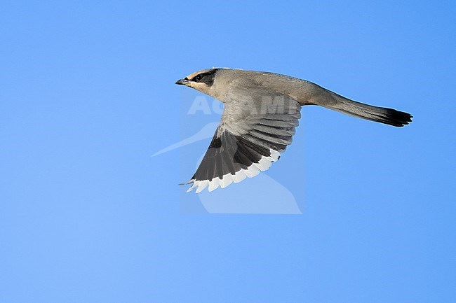 Grey Hypocolius (Hypocolius ampelinus) wintering in Oman. stock-image by Agami/Sylvain Reyt,