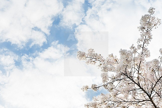 Flowering Prunus tree against cloudy sky in spring stock-image by Agami/Caroline Piek,