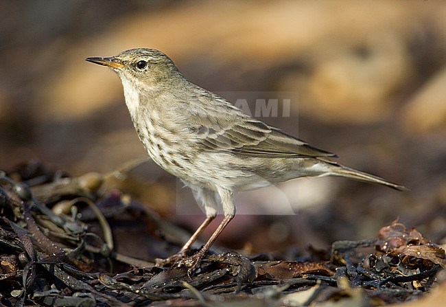 Rock Pipit (Anthus petrosus) on Sein island off the west coast of France during autumn. stock-image by Agami/Rafael Armada,