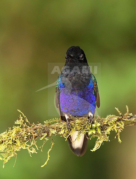 Velvet-purple Coronet (Boissonneaua jardini) perched on a mossy branch in Quito, Ecuador, South-America. stock-image by Agami/Steve Sánchez,