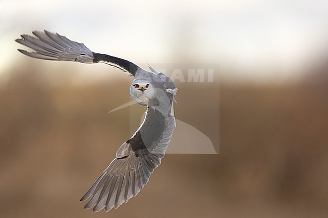 Black-winged Kite (Elanus caeruleus ssp. caeruleus) in flight seen from front, Castilla-La Mancha, Spain stock-image by Agami/Helge Sorensen,