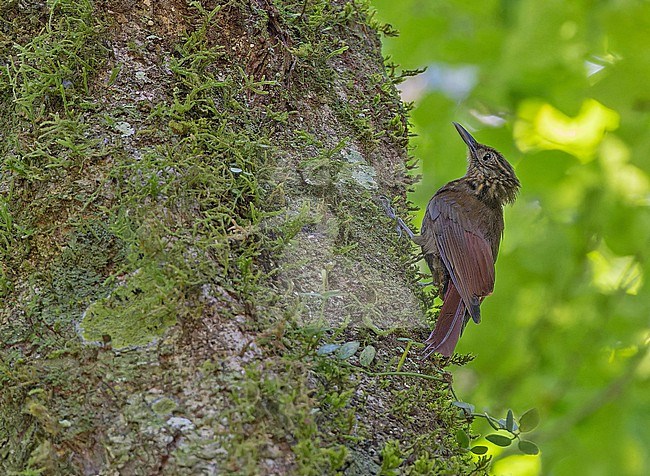 Little Long-tailed Woodcreeper (Deconychura typica) in Panama. Formerly considered to be part of the former long-tailed woodcreeper (Deconychura longicauda). stock-image by Agami/Pete Morris,
