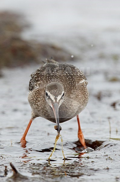 Juveniele Zwarte Ruiter; Juvenile Spotted Redshank stock-image by Agami/Markus Varesvuo,