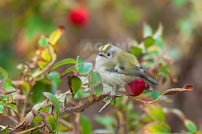 Goldcrest (Regulus regulus) perched in a rosehip bush on Helgoland, Germany, during autumn migration. stock-image by Agami/Marc Guyt,