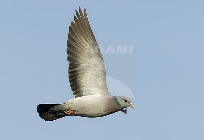 Holenduif vliegend in blauwe lucht; Stock Dove flying in blue sky stock-image by Agami/Harvey van Diek,